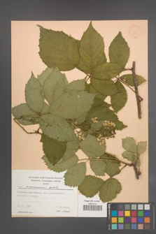 Rubus wimmerianus [KOR 22754]