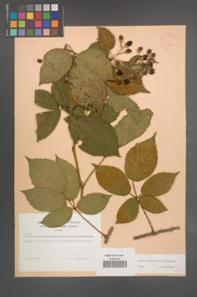 Rubus wimmerianus [KOR 23409]
