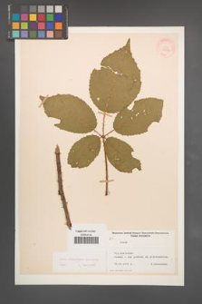 Rubus wimmerianus [KOR 22729]