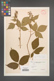 Rubus wimmerianus [KOR 22732]