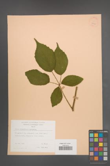 Rubus wimmerianus [KOR 22953]
