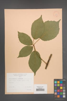 Rubus wimmerianus [KOR 22943]