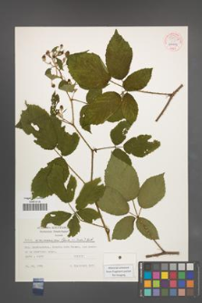 Rubus wimmerianus [KOR 54537]