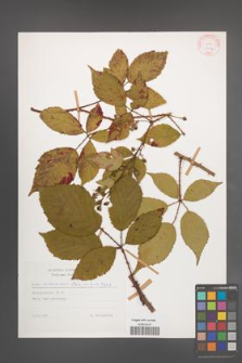 Rubus wimmerianus [KOR 29193]