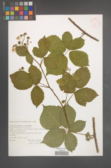 Rubus walsemannii [KOR 31525]