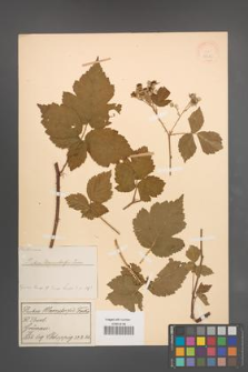 Rubus warnstorfii [KOR 18645]