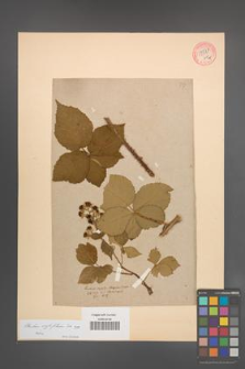 Rubus corylifolius [KOR 54547]