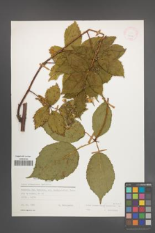 Rubus wimmerianus [KOR 24954]