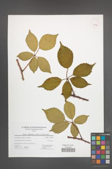 Rubus wimmerianus [KOR 42832]