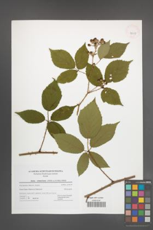 Rubus wimmerianus [KOR 42811]