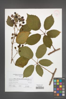 Rubus wimmerianus [KOR 41642]
