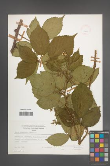 Rubus wimmerianus [KOR 24951]