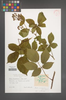 Rubus wimmerianus [KOR 31487]