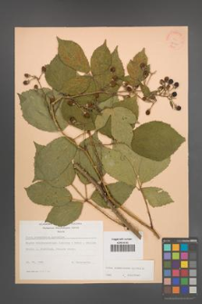Rubus wimmerianus [KOR 22950]