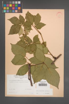 Rubus wimmerianus [KOR 22959]