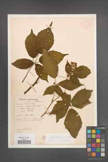Rubus wimmerianus [KOR 22742]
