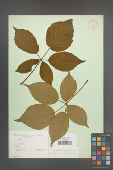 Rubus wimmerianus [KOR 22726]
