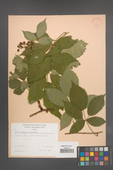 Rubus wimmerianus [KOR 22963]