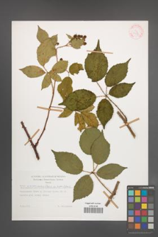 Rubus wimmerianus [KOR 29186]