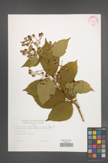 Rubus wimmerianus [KOR 29278]