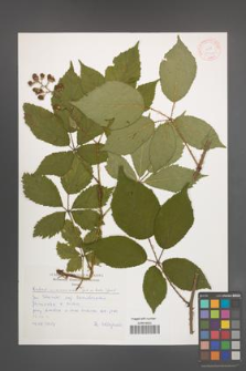 Rubus wimmerianus [KOR 30501]