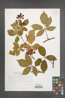 Rubus wimmerianus [KOR 30496]