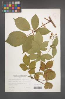Rubus wimmerianus [KOR 24956]