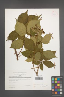 Rubus wimmerianus [KOR 25586]