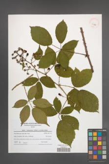 Rubus wimmerianus [KOR 40758]