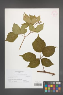 Rubus wimmerianus [KOR 44976]