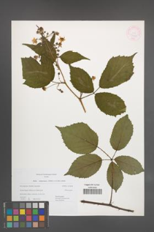 Rubus wimmerianus [KOR 44975]