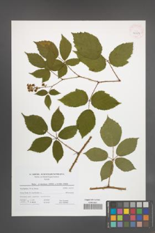 Rubus wimmerianus [KOR 41619]