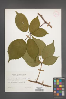 Rubus wimmerianus [KOR 25653]