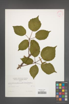 Rubus wimmerianus [KOR 25599]