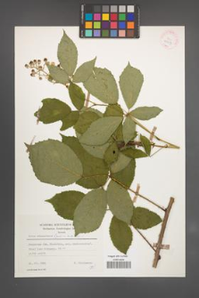 Rubus wimmerianus [KOR 25597]