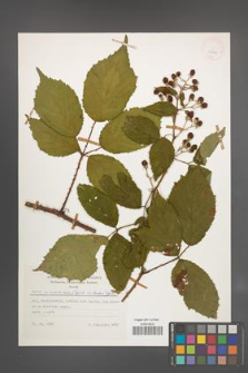 Rubus wimmerianus [KOR 24868]