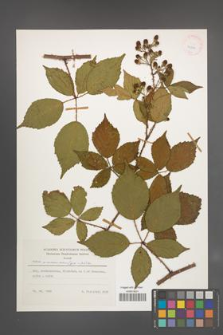 Rubus wimmerianus [KOR 24866]