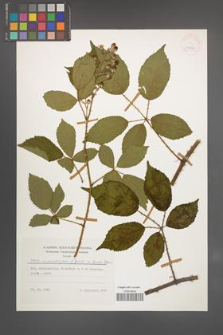 Rubus wimmerianus [KOR 24867]