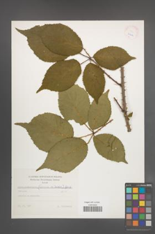 Rubus wimmerianus [KOR 25642]