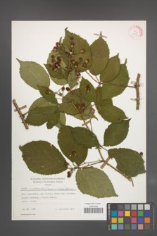 Rubus wimmerianus [KOR 25539]