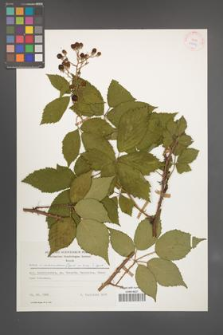 Rubus wimmerianus [KOR 25543]