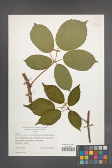 Rubus wimmerianus [KOR 30028]