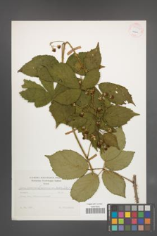 Rubus wimmerianus [KOR 54544]