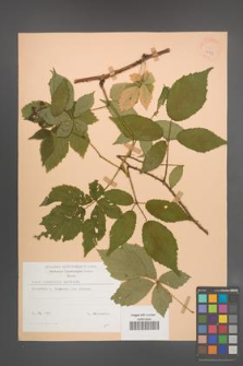 Rubus wimmerianus [KOR 22949]
