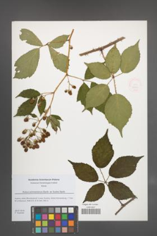 Rubus wimmerianus [KOR 51837]