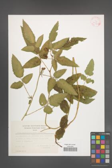Rubus xanthocarpus [KOR 29369]
