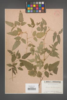 Rubus xanthocarpus [KOR 36388]