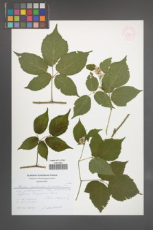Rubus zielinskii [KOR 52969]