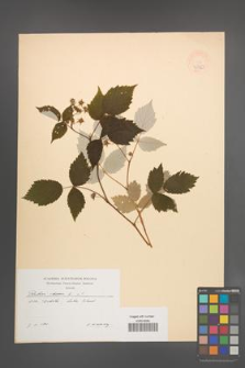Rubus idaeus [KOR 47461]