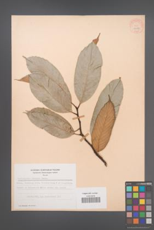 Castanopsis tibetana [KOR 28287]
